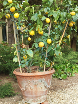 comment planter un citronnier