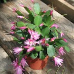 Faire fleurir le cactus de Pâques