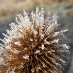 Une joie simple : les cardères sous le givre