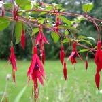 Fuchsia de pleine terre