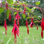 Fuchsia de pleine terre