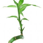 Planter le lucky bamboo