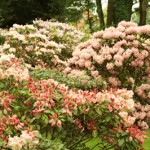 Les couleurs des rhodos