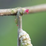 la fleur femelle du noisetier