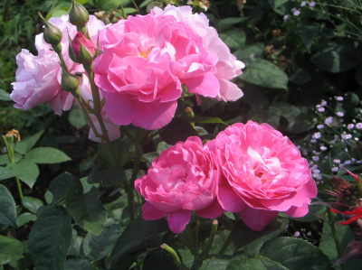 Au Jardin » Les roses plus faciles