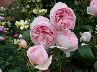 rose3