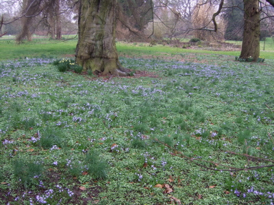 tapis-de-chionodoxas-jardins-hoegaarden