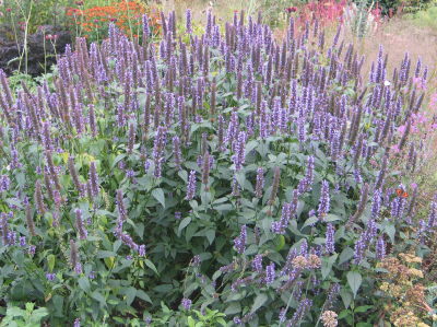 agastache-foeniculum1