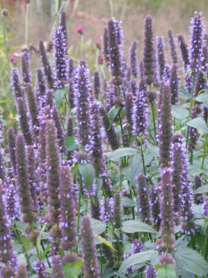 agastache-foeniculum2