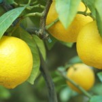 Un citronnier sur la terrasse