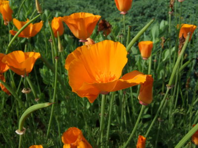 eschscholzia-californica