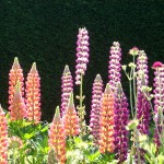 Lupins, le retour