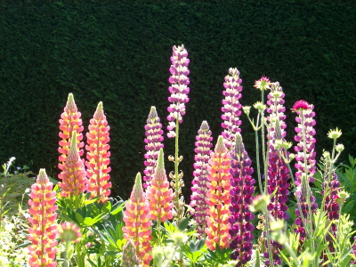 lupin1