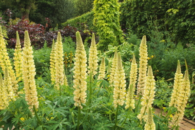 lupins2