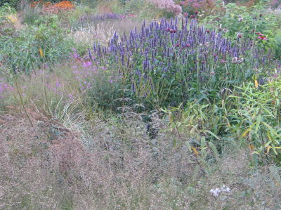 prairie-avec-agastache