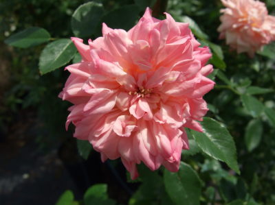 rosa-paul-transon