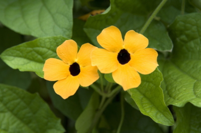 Thunbergia alata