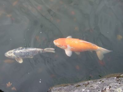 carpes-koi