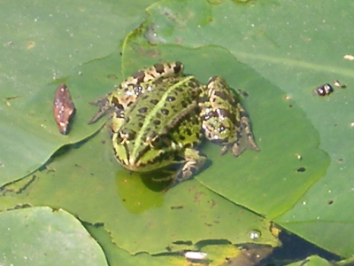 grenouille