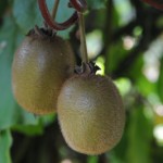 Des kiwis par kilos