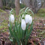 Les perce-neige, les clochettes du renouveau