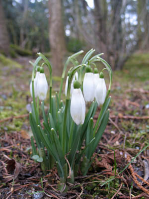 Au Jardin » Les perce-neige, les clochettes du renouveau