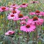 Plantons la marguerite d’Amérique