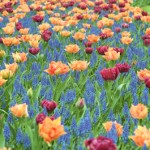 Keukenhof, le jardin des tulipes