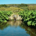 Un jardin tropical en Normandie