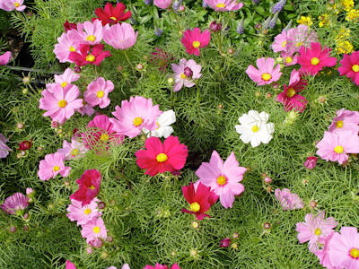 Au Jardin » Le cosmos au jardin, simple et beau