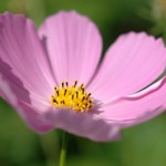 Le cosmos au jardin, simple et beau