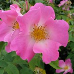 Un rosier à planter au jardin