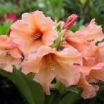 Comment planter un rhododendron