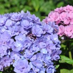 Comment garder des hortensias bleus ?